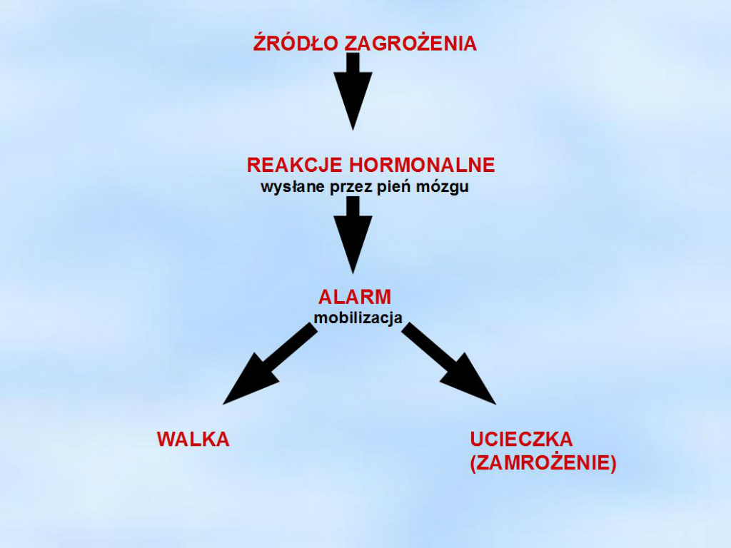 Zaprogramowani do walki Kurs Metody rozwiązywania konfliktów w szkole